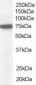 Goat Anti-Pericentrin 1 / NUP85 Antibody
